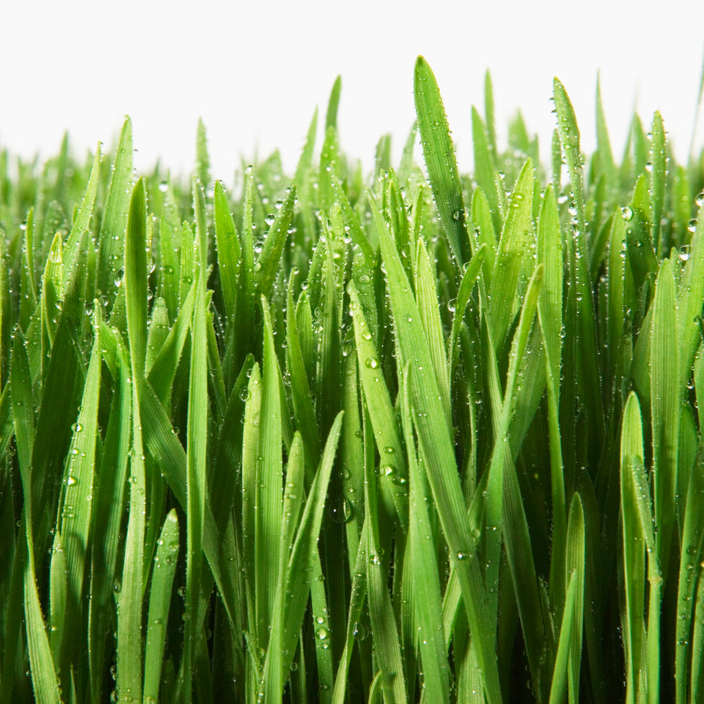 What are these grass runners on top of my grass?     St. Augustine Grass Looping.
