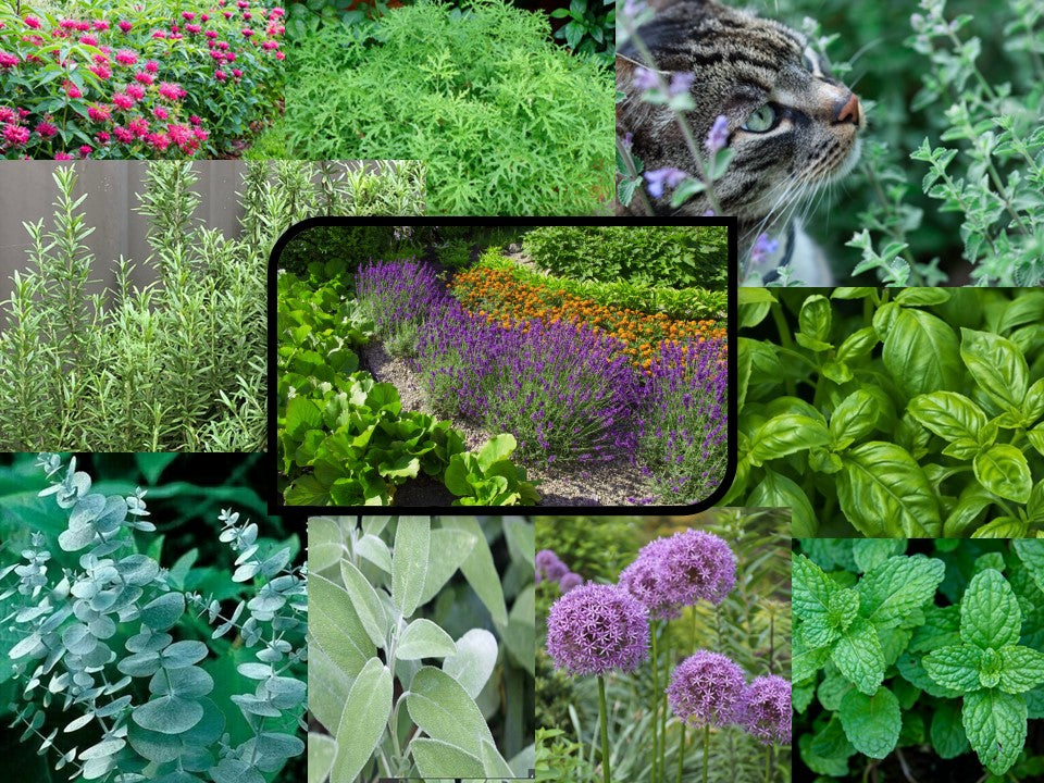 What are natural alternatives to repelling mosquitoes and pests in my garden?