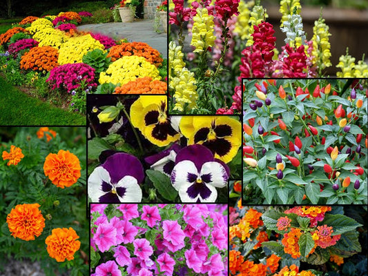 Why not add some colorful beauty to your fall garden!