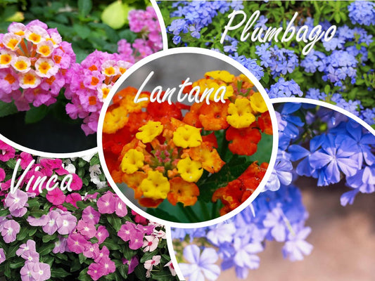 May Flowers of the Month