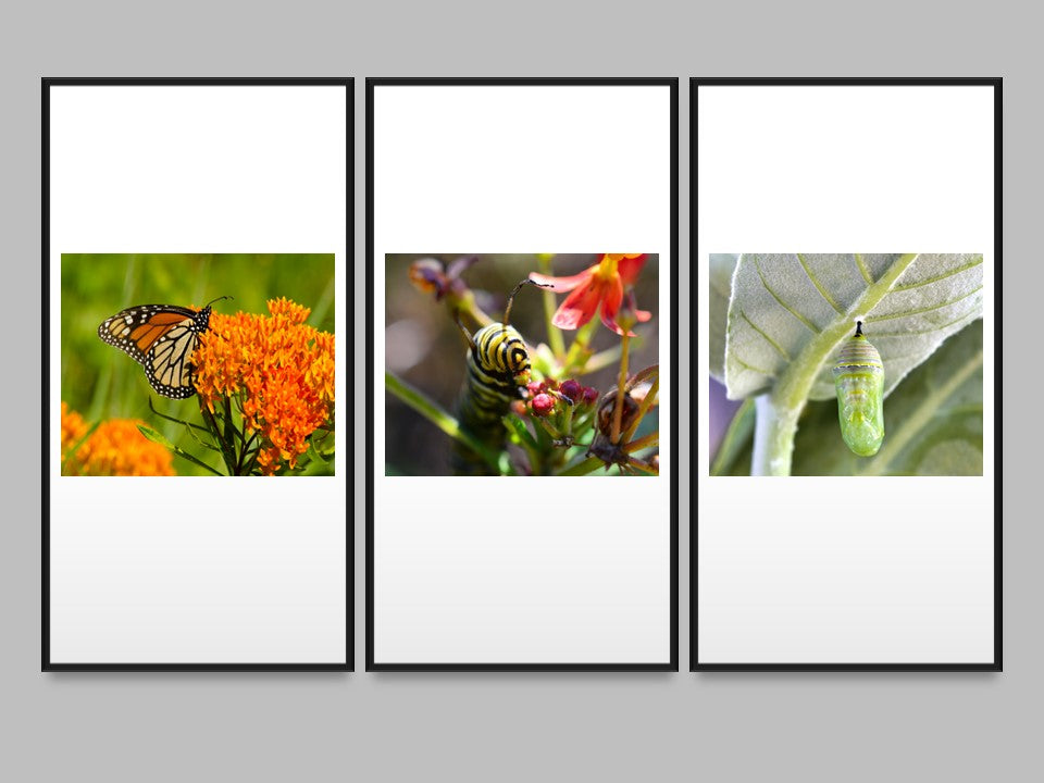 Monarch Butterfly Milkweed