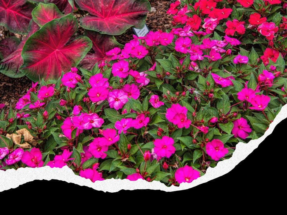 June Flowers Showcase - What Flowers are Shade Tolerant?