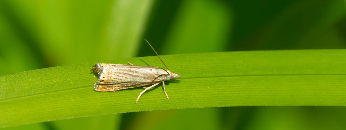 Sod Webworm Moth