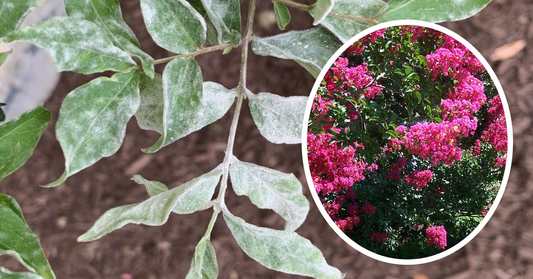 Powdery Mildew on Crape Myrtles