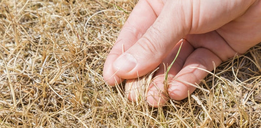 How to navigate this drought.....