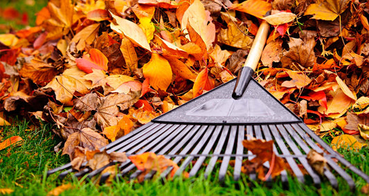 Should you rake the leaves in the fall?