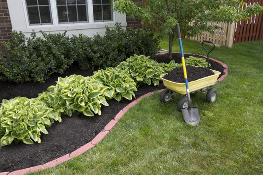 Planting Shrubs Properly