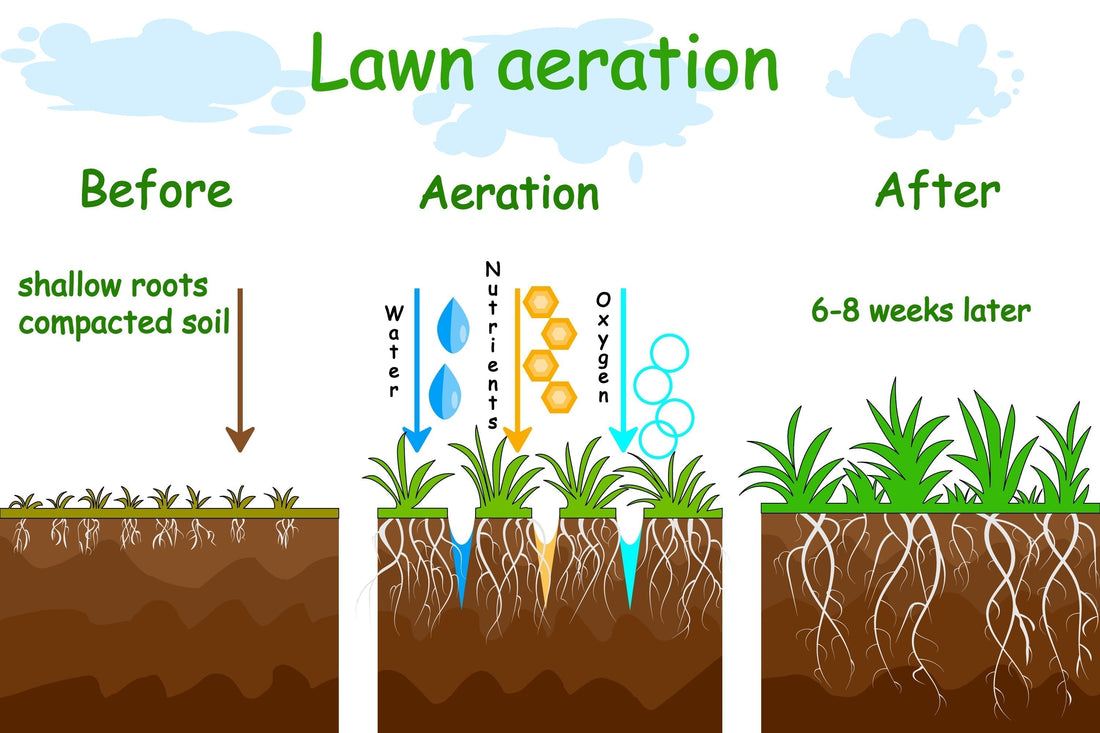 Lawn Aeration