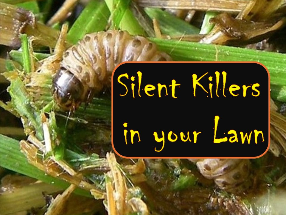 Sod Webworms, Grub Worms, Armyworms.......... Oh My!