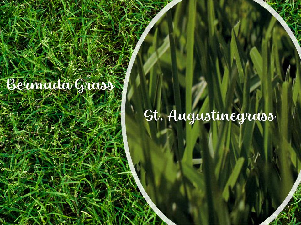 What types of lawn grasses are in Houston?