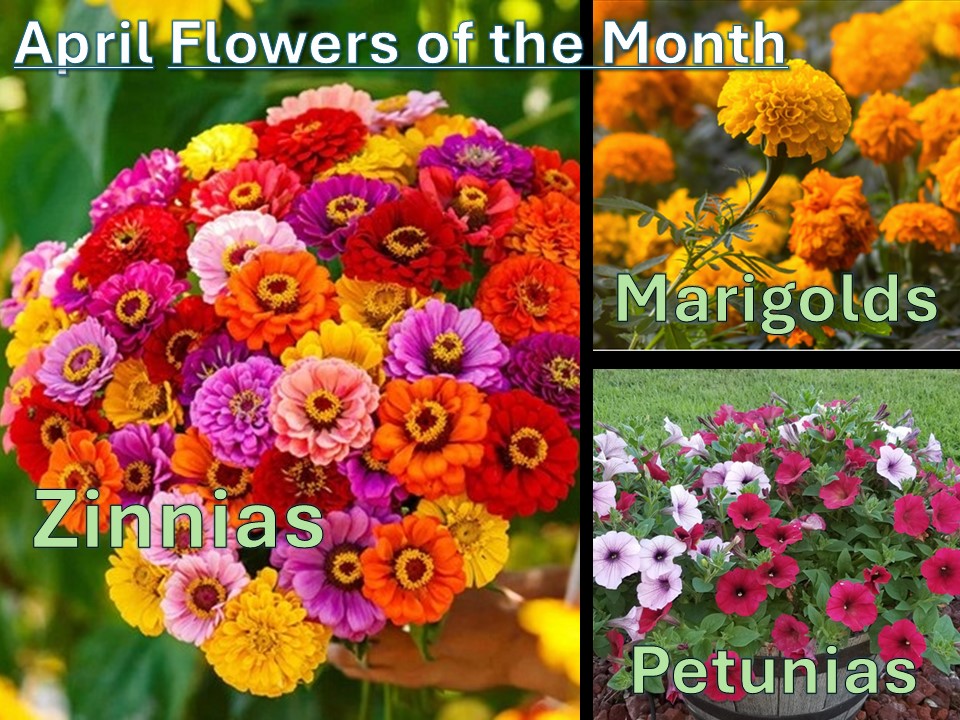 APRIL Flowers of the Month