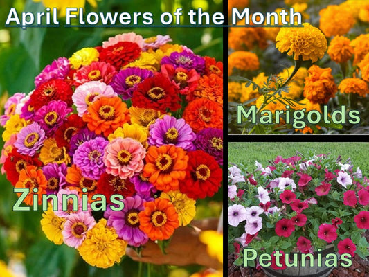 APRIL Flowers of the Month