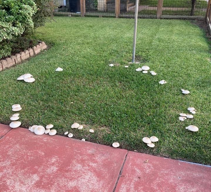Why do I have this ring of mushrooms in my lawn?