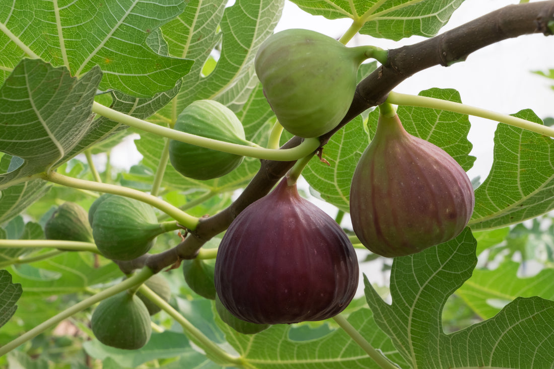 Why are my fig trees not bearing fruit?