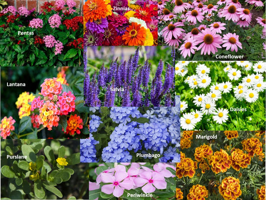 Best flowwers to plant in Texas summers.