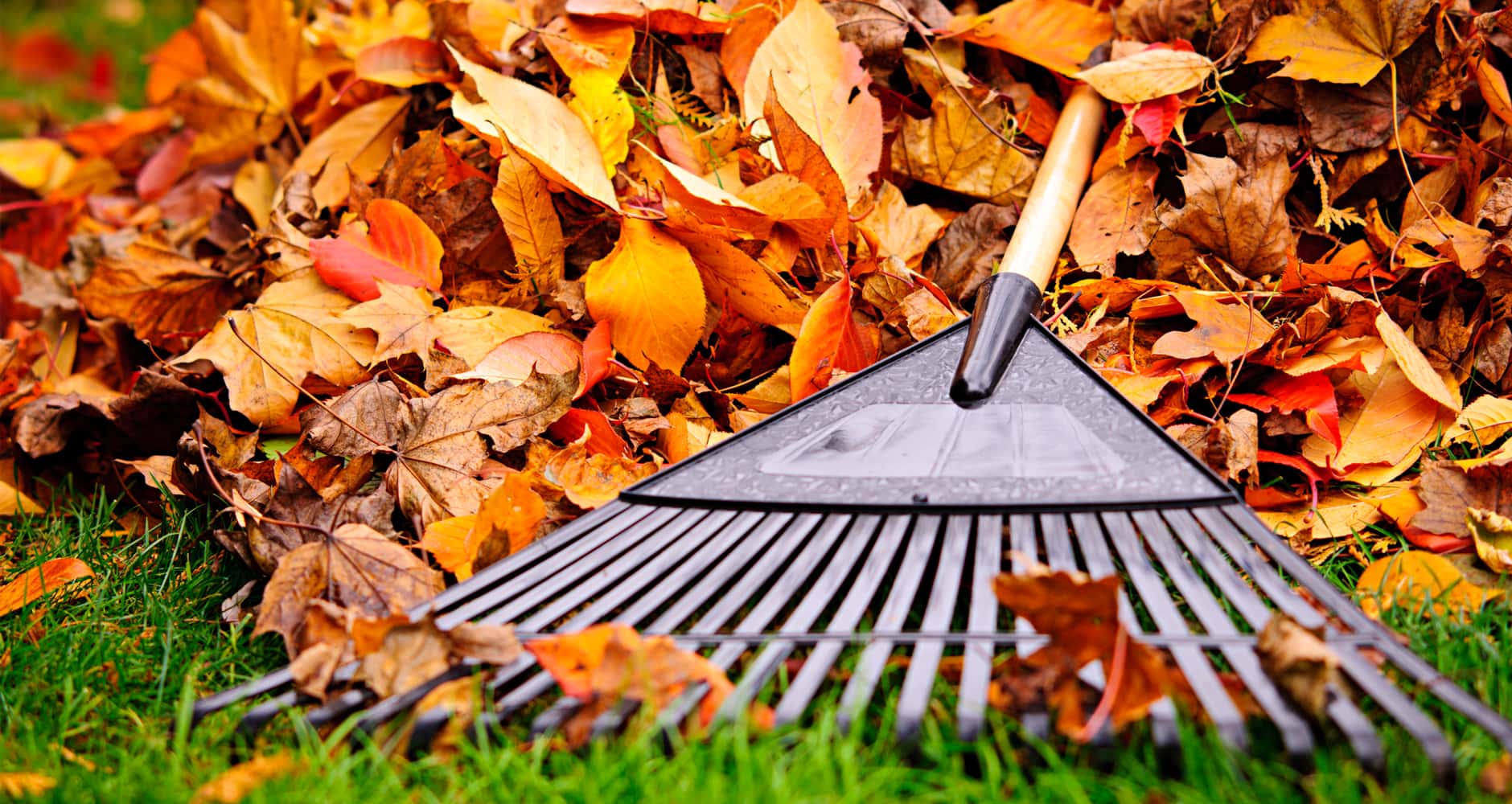 Should you rake leaves? Greenuplawn