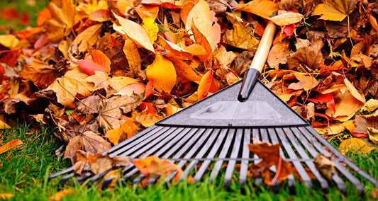Should you rake leaves?