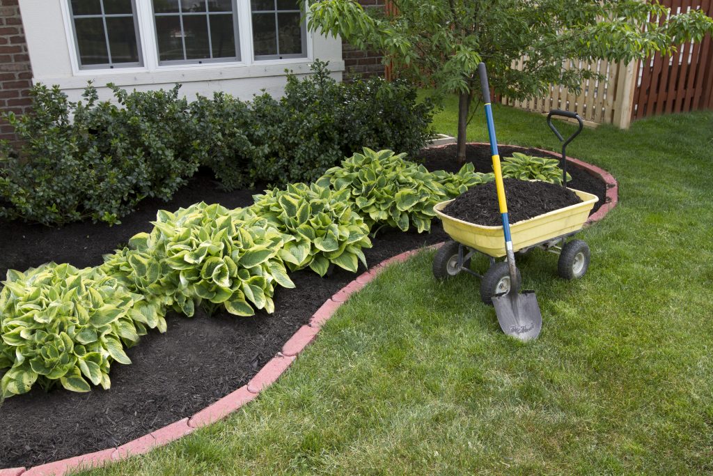 Planting Shrubs Properly