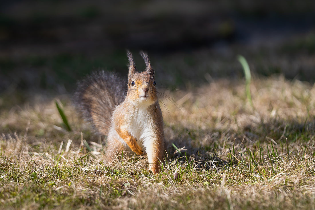 Why is fertilizing in the fall important?
